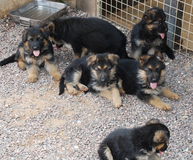 Chiot Berger Allemand à Vendre Posts Facebook