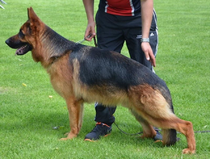 CH. Heross des vergers de la combe - VICE CHAMPION DE FRANCE CLASSE JUNIOR