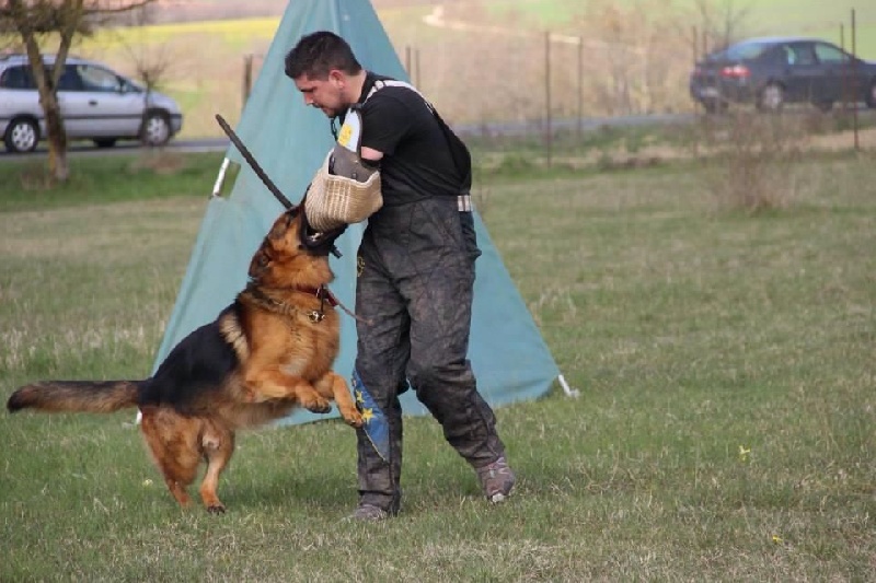 CH. Heross des vergers de la combe - 1 ER EXCELLENT CLASSE TRAVAIL