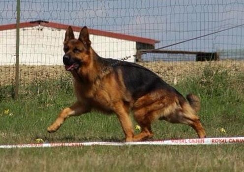 CH. Heross des vergers de la combe - 3 ème EXCELLENT CLASSE TRAVAIL