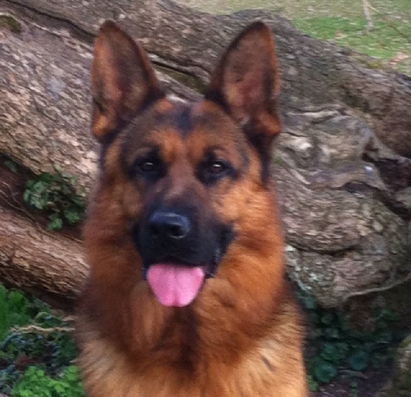 CH. Heross des vergers de la combe - 3 éme EXCELLENT CLASSE TRAVAIL