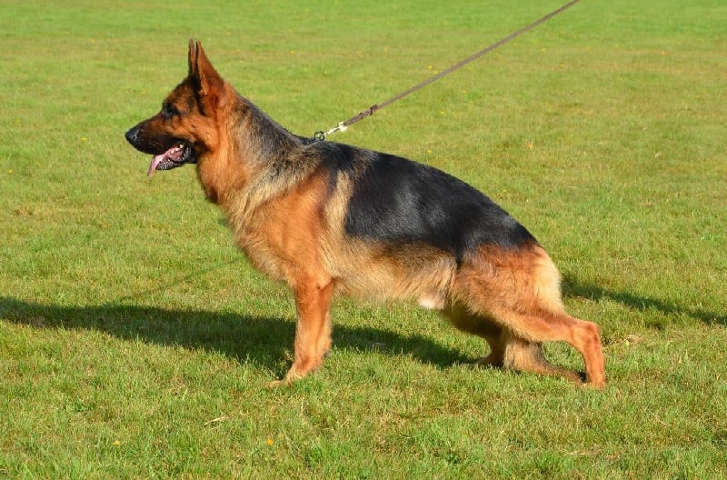 CH. Heross des vergers de la combe - 2 ème EXCELLENT CLASSE TRAVAIL