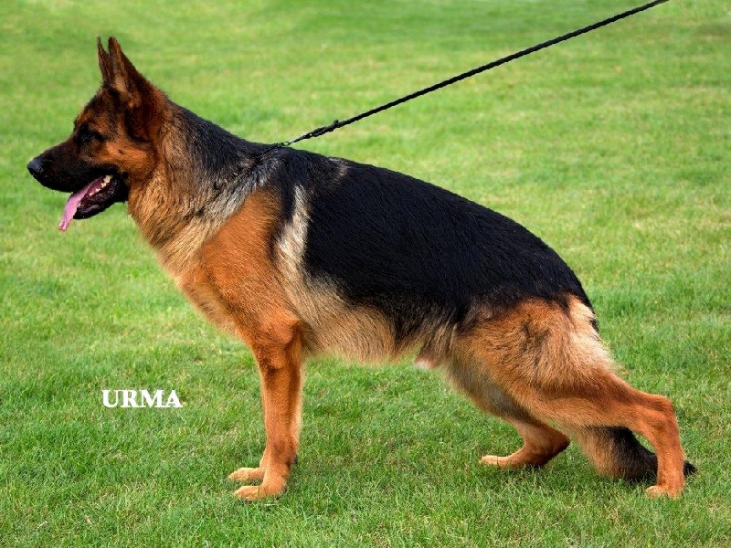 CH. Heross des vergers de la combe - CHAMPION DE FRANCE CLASSE TRAVAIL CACS CACIB