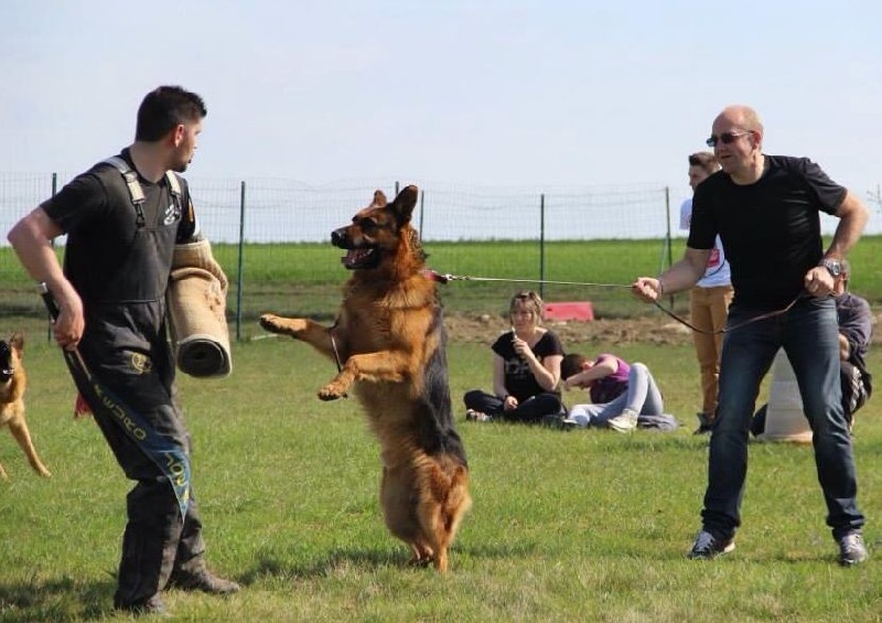 CH. Heross des vergers de la combe - 3 ème EXCELLENT CLASSE TRAVAIL