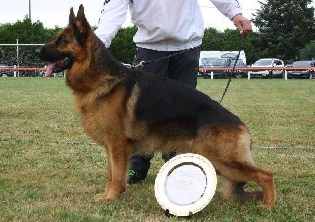 CH. Heross des vergers de la combe - 1 er EXCELLENT CLASSE TRAVAIL