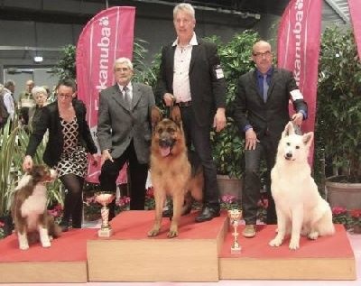 CH. Heross des vergers de la combe - CACIB CACS