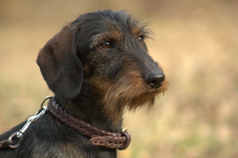 CH. Herr minus de l'écho d'Elodie