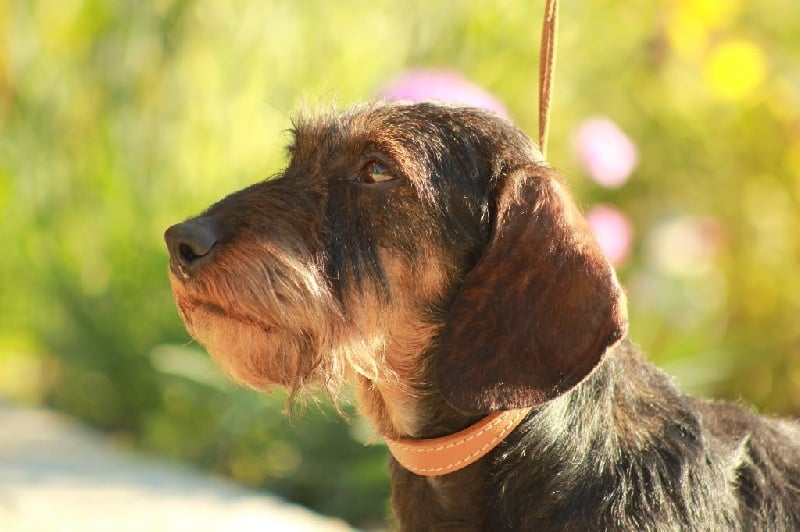 Héra de l'écho d'Elodie