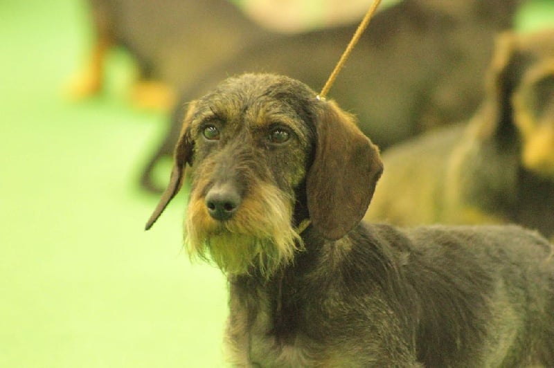 Héra de l'écho d'Elodie