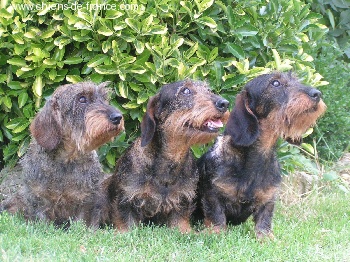 Accueil Elevage De Lécho Delodie Eleveur De Chiens