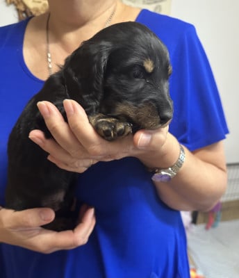 Les chiots de Teckel poil long