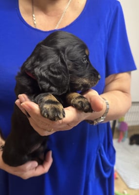 Les chiots de Teckel poil long