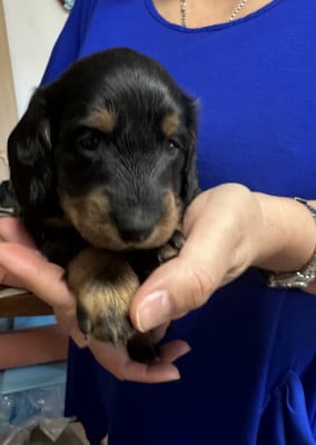 Les chiots de Teckel poil long