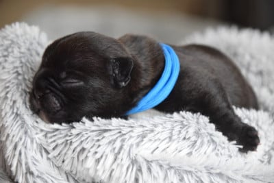 Collier Bleu - Bouledogue français