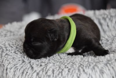 Collier Vert - Bouledogue français
