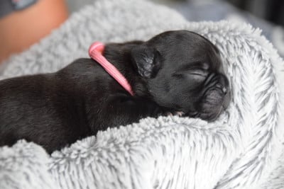 Collier Rose - Bouledogue français
