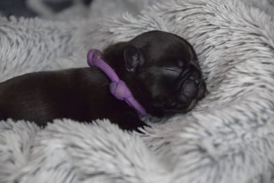Collier Mauve - Bouledogue français