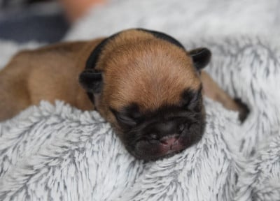 Bouledogue français