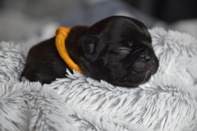 Collier Jaune - Bouledogue français