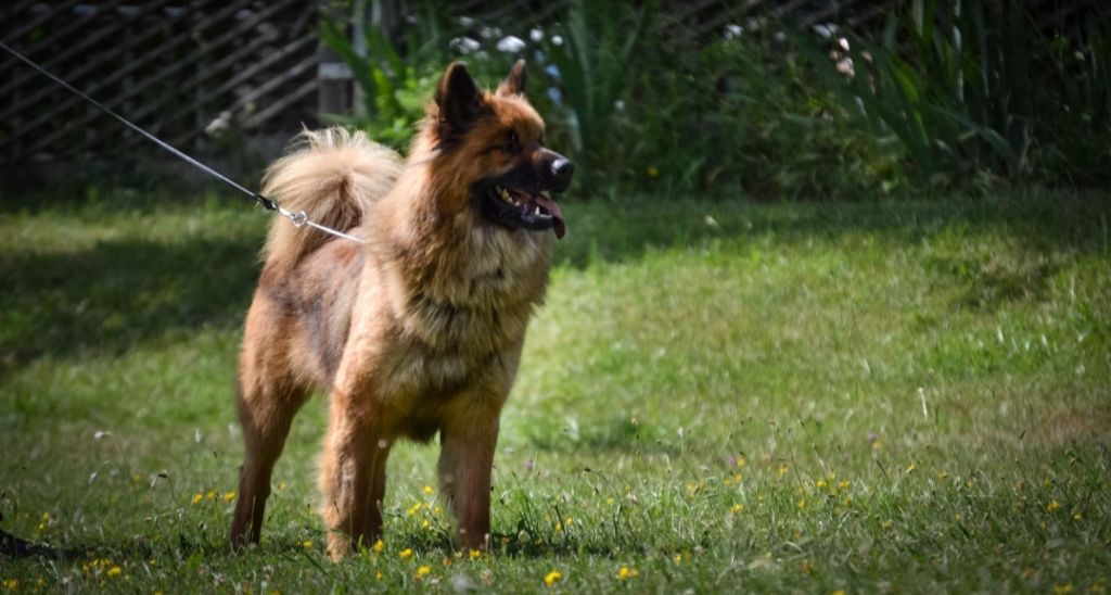 Gal'darah vom malefinkbachtal - 3ème très bon