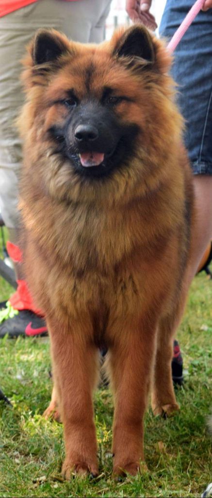 Gal'darah vom malefinkbachtal - Très Prometteur