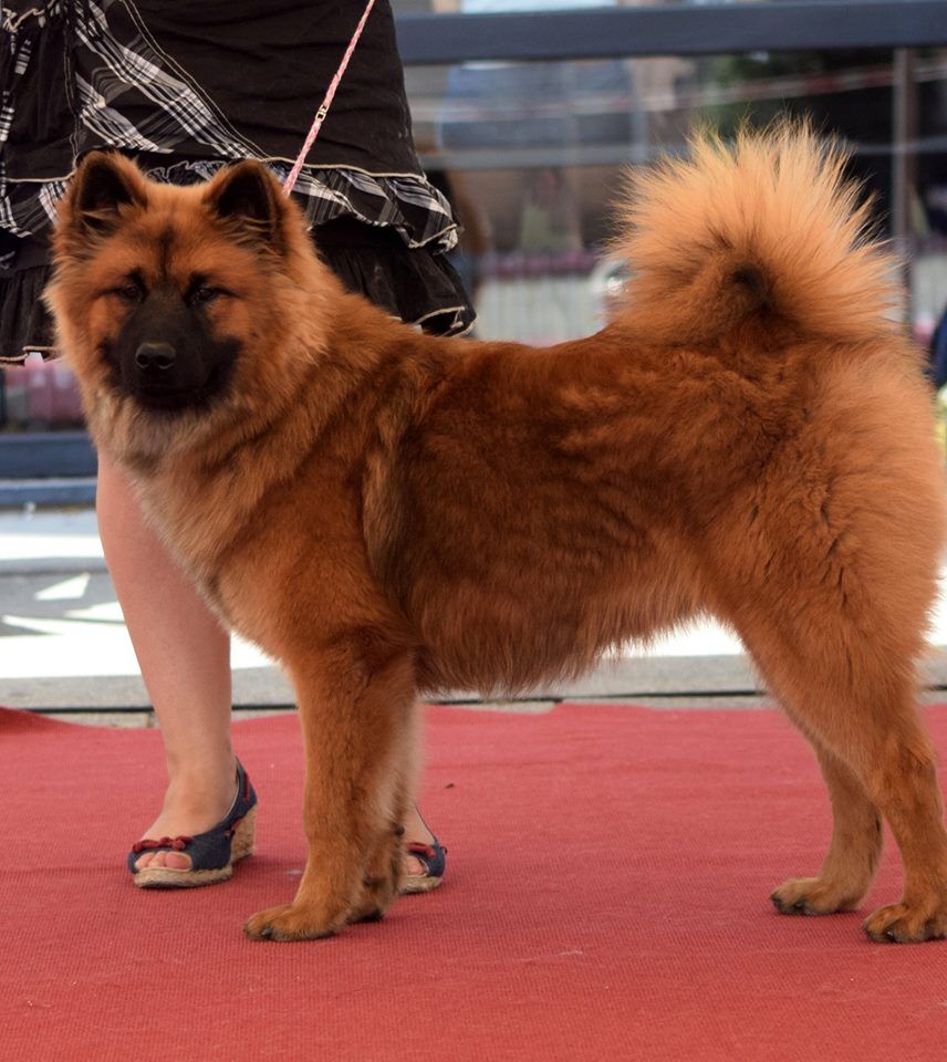 Gal'darah vom malefinkbachtal - Prometteur