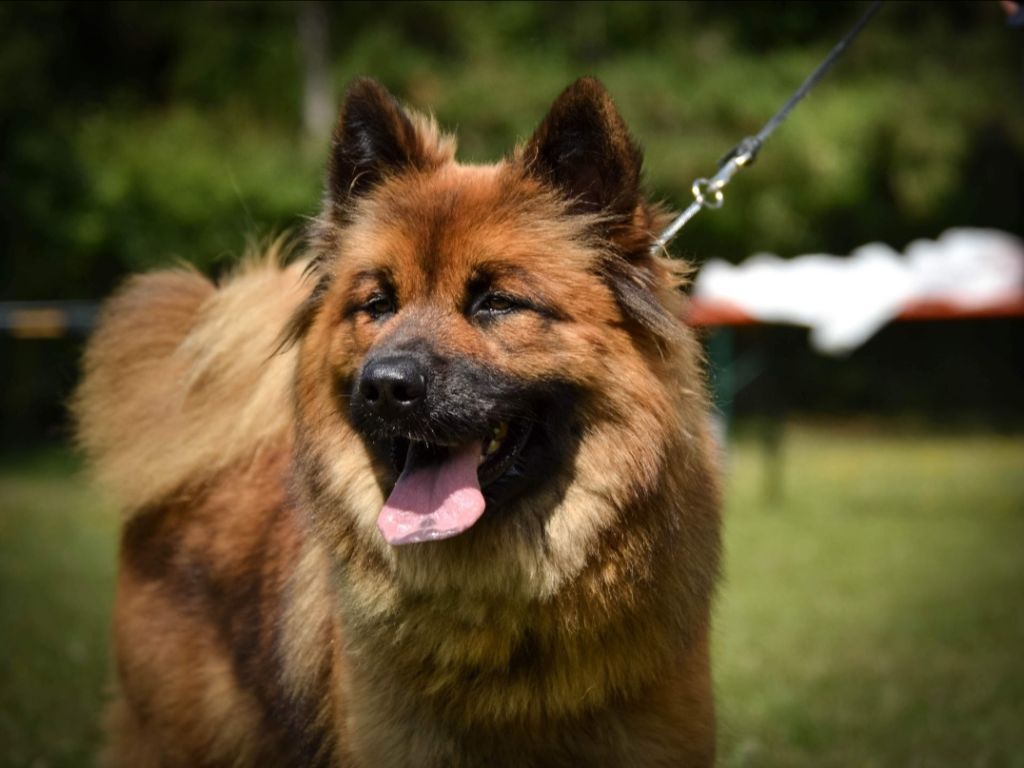 Gal'darah vom malefinkbachtal - Excellent + TAN