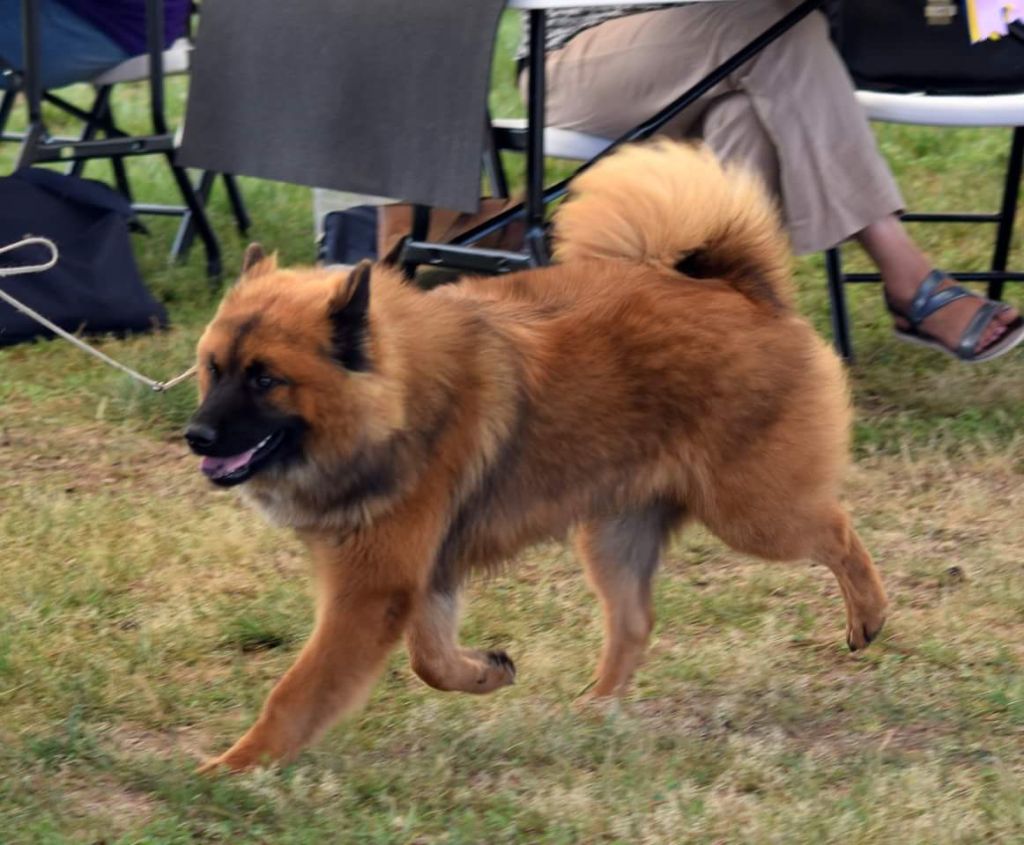 Gal'darah vom malefinkbachtal - 1ere très prometteur - Meilleur PUPPY