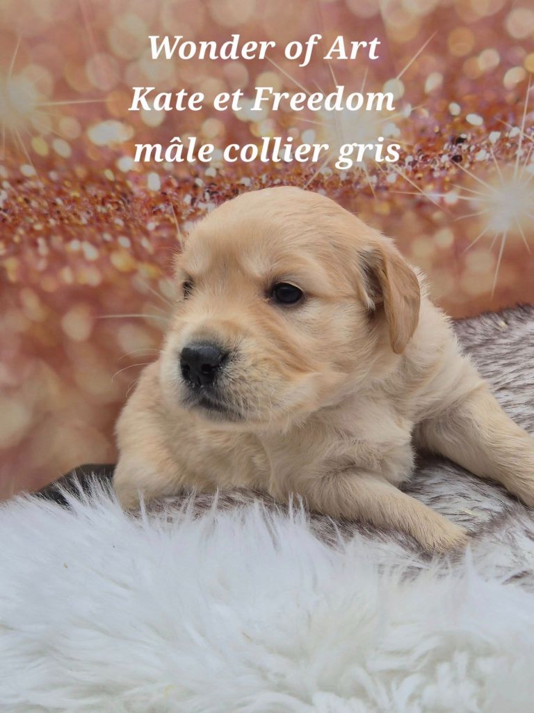 Golden Retriever - Superbe port?e de golden retriever LOG - Wonder of Art