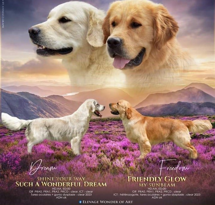 Golden Retriever - Superbe port?e de golden retriever LOF - Wonder of Art
