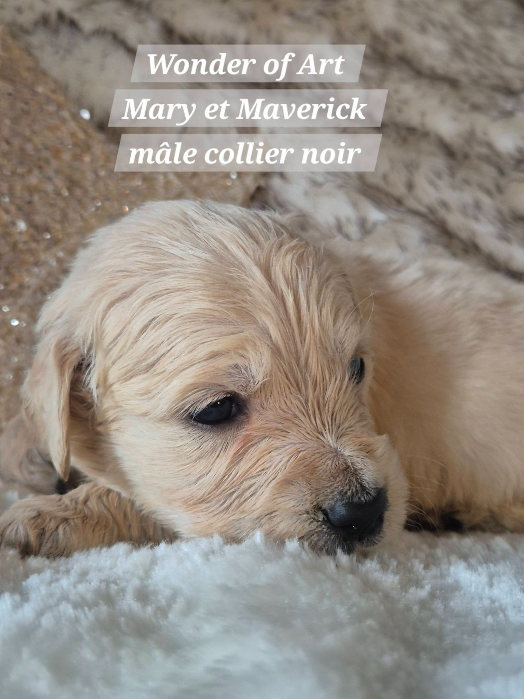 m collier noir - Golden Retriever