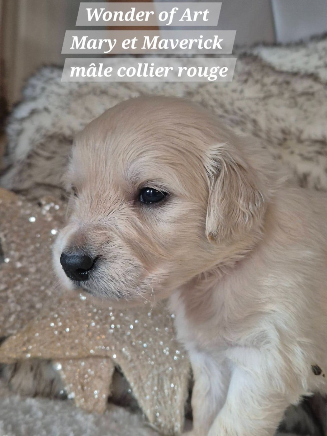m collier rouge - Golden Retriever