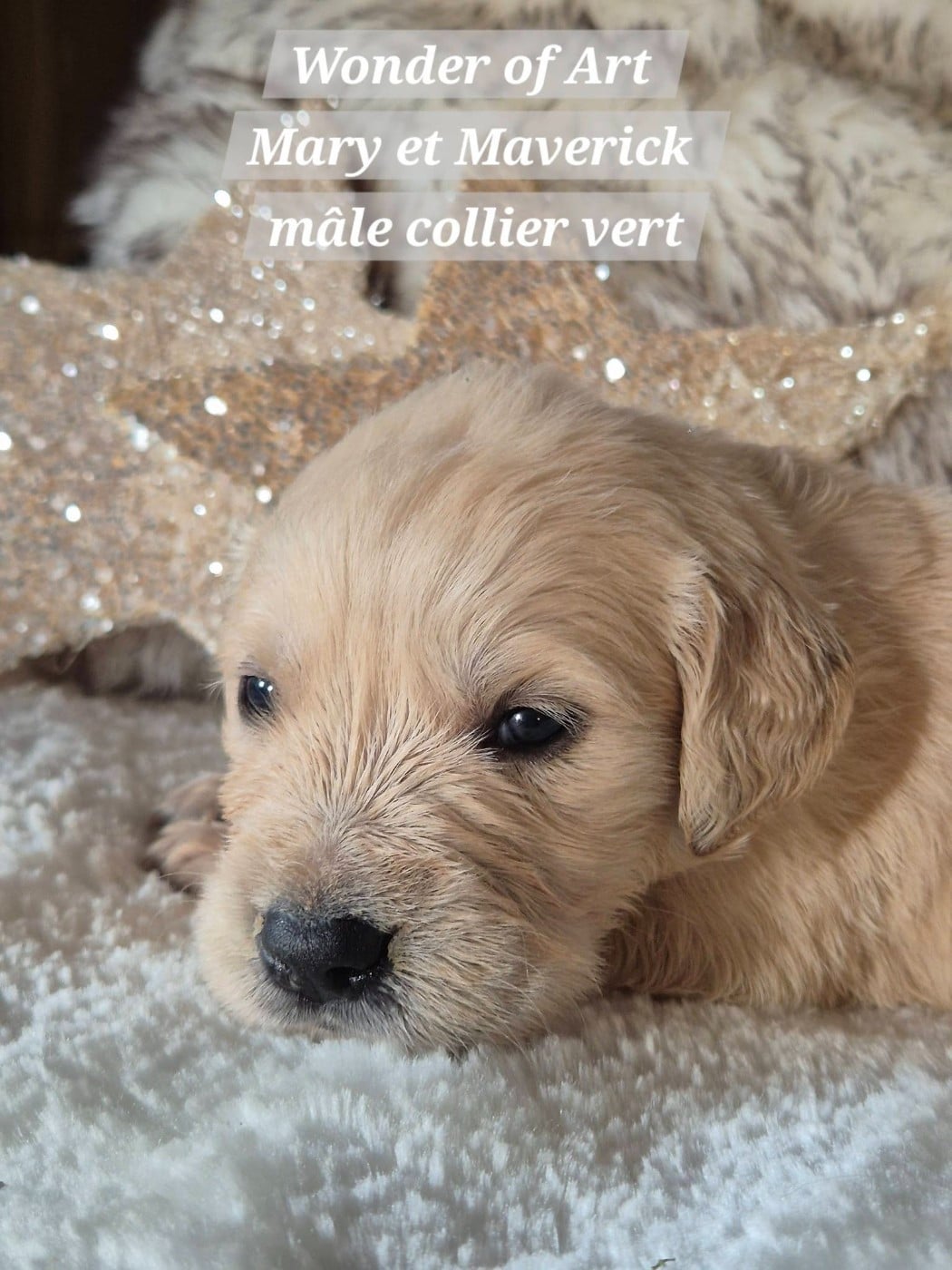 m collier vert - Golden Retriever