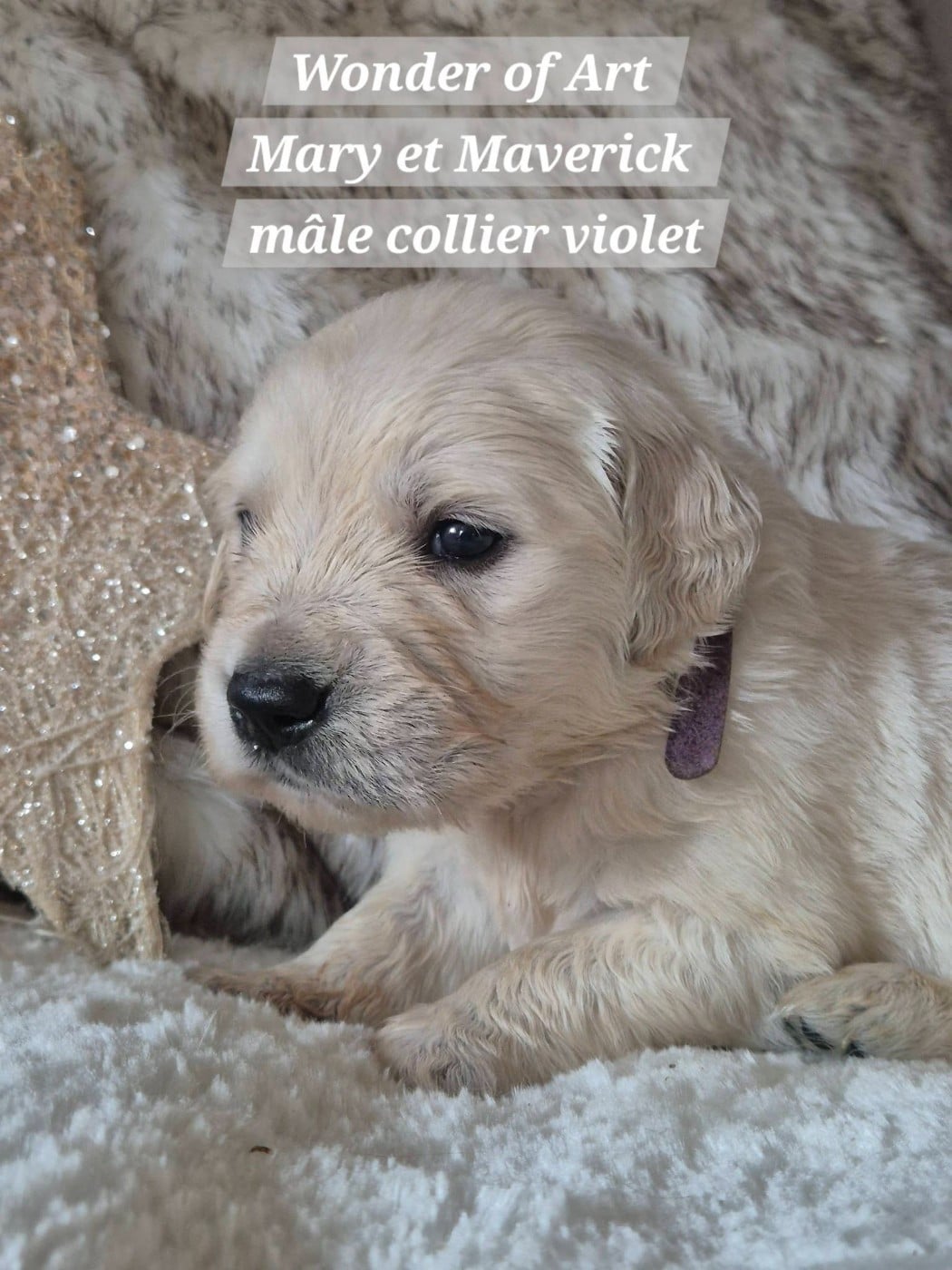 m collier violet - Golden Retriever