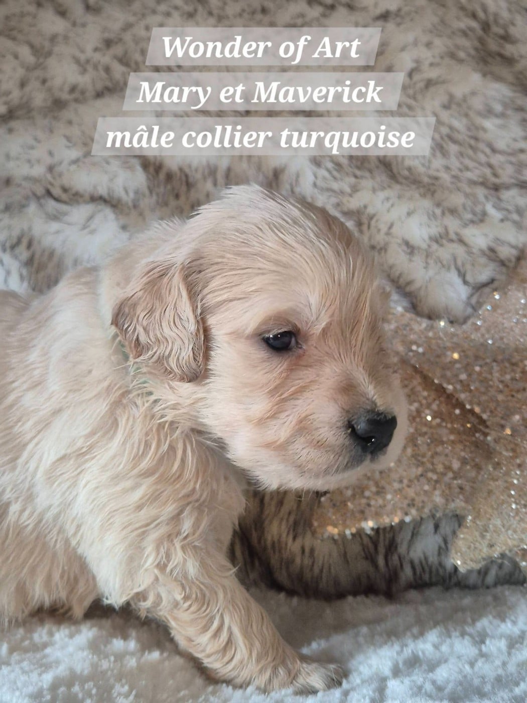 collier turquoise - Golden Retriever