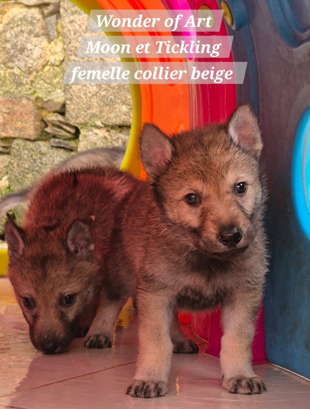 collier beige - Chien-loup tchecoslovaque