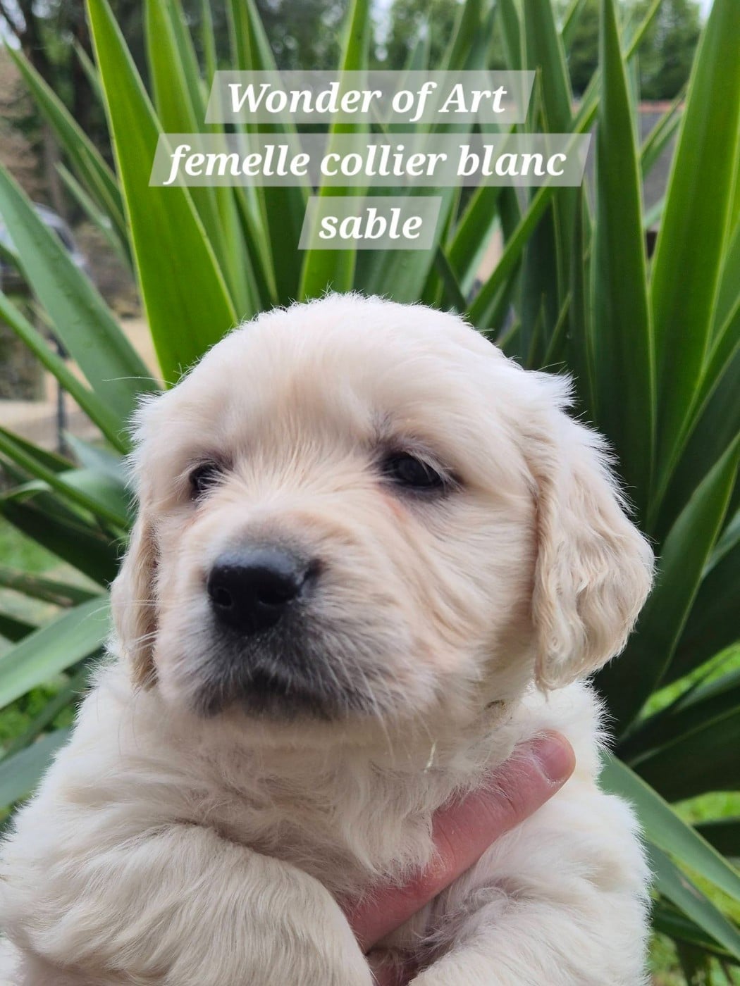collier blanc - Golden Retriever