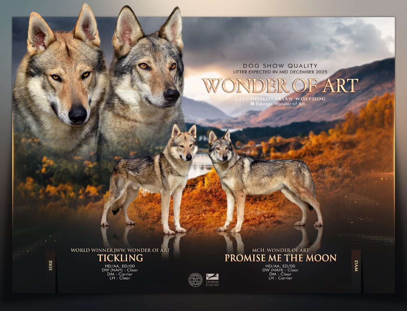 Chien-loup tchecoslovaque - Wonder of Art