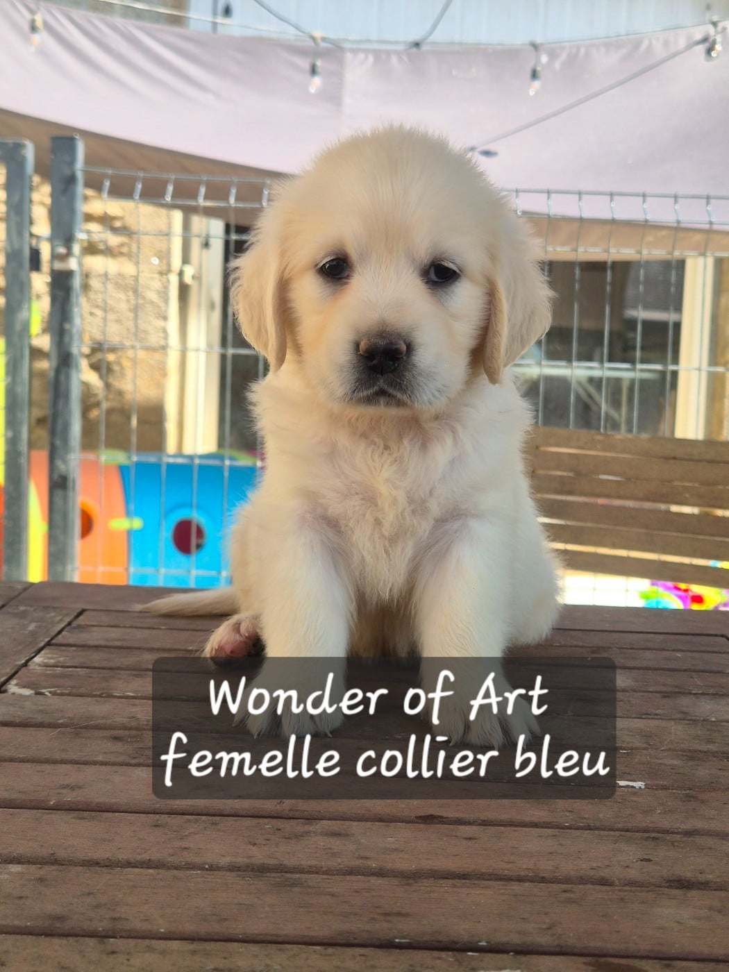Golden Retriever - Wonder of Art