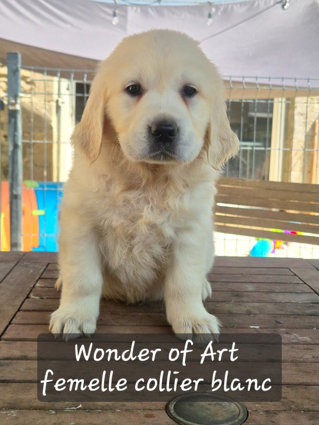 Golden Retriever - Wonder of Art