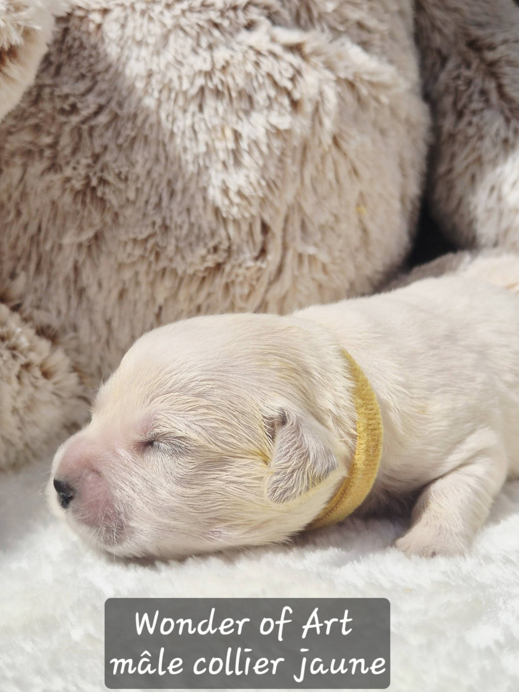 collier jaune - Golden Retriever