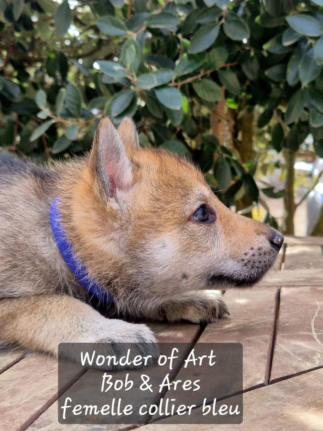 collier bleu - Chien-loup tchecoslovaque