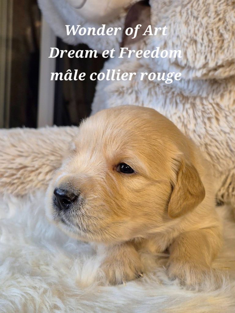 Golden Retriever - Wonder of Art