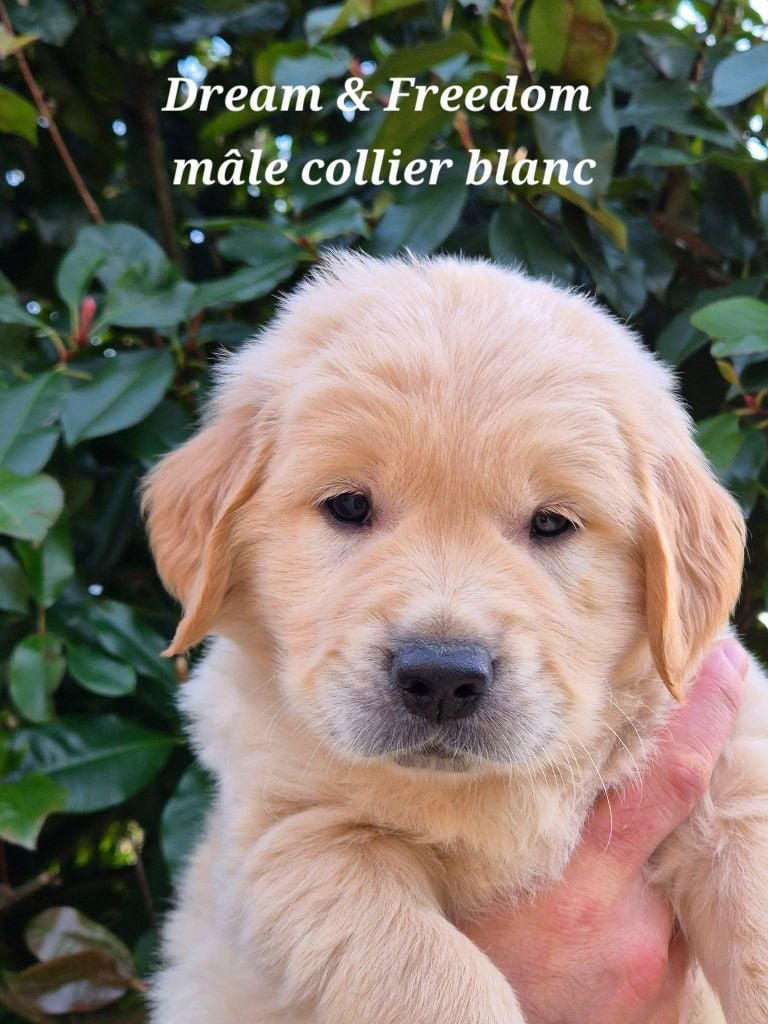 Golden Retriever - Superbe port?e de golden retriever LOF - Wonder of Art