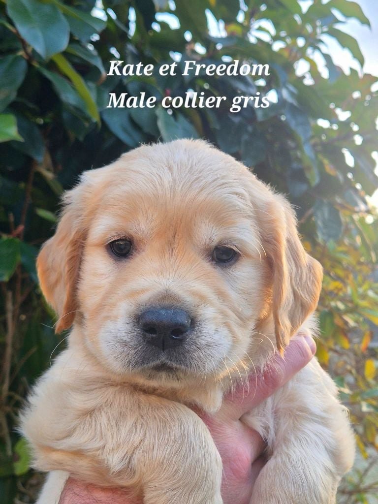Golden Retriever - Superbe port?e de golden retriever LOF - Wonder of Art