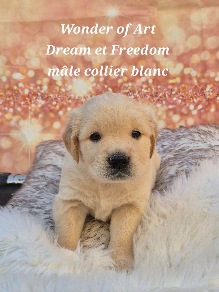 Golden Retriever - Superbe port?e de golden retriever LOG - Wonder of Art