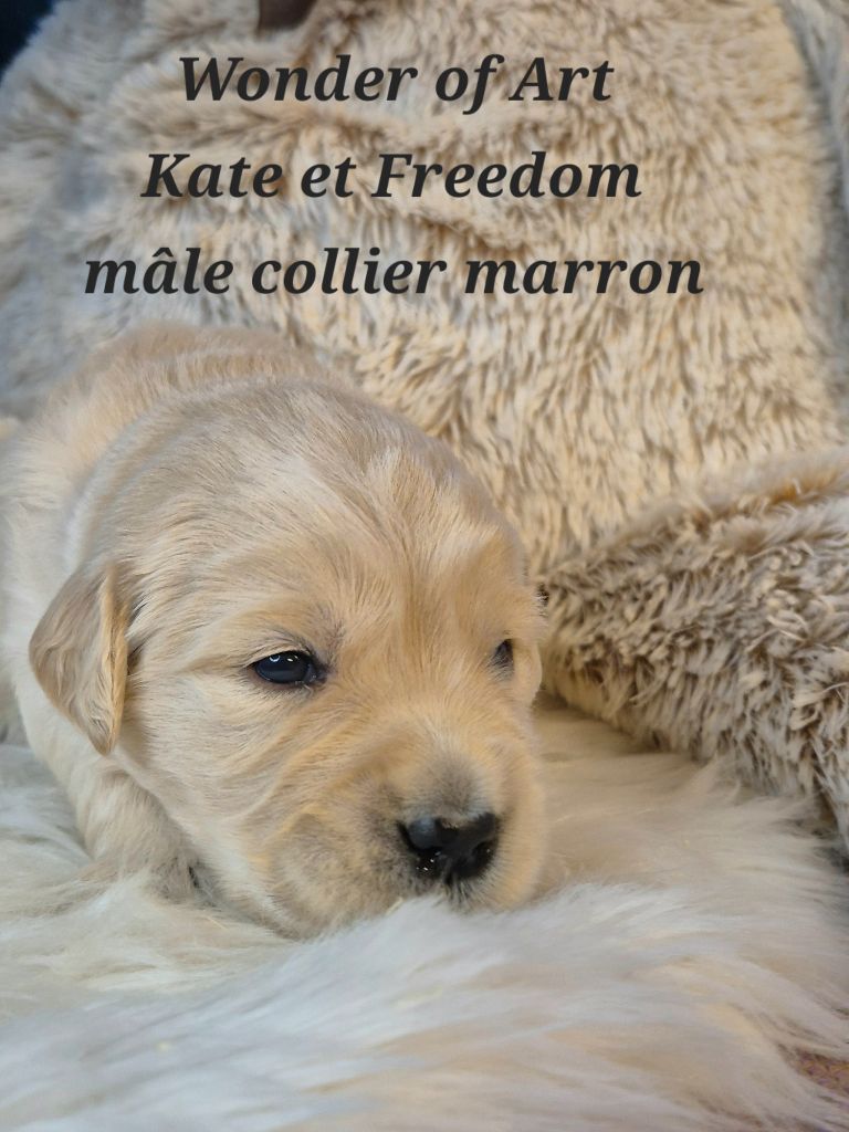 Golden Retriever - Wonder of Art