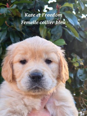 Les chiots de Golden Retriever