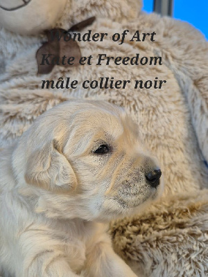 Les chiots de Golden Retriever