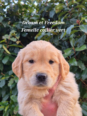 Les chiots de Golden Retriever
